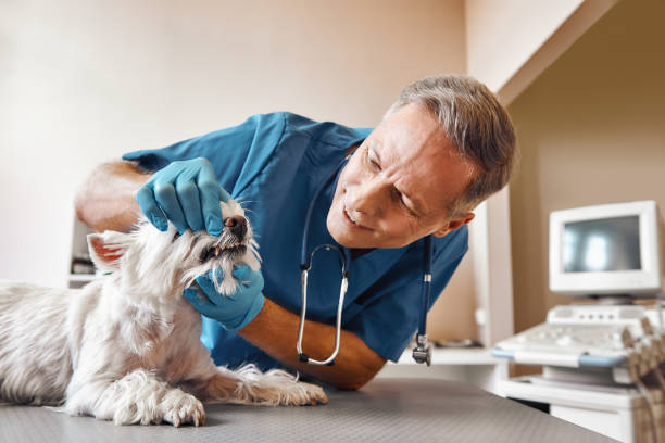Best Walk-In Emergency Dentist in Vado, NM